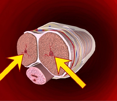 Enhanced Blood Flow